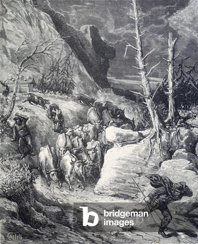 Branco di mucche Stampede o panico durante una tempesta nelle Alpi, 1884 (incisione)
