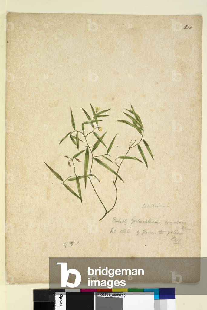 Bild von Zeichnung "Seite 230. Geitonoplesium cymosum" 1803 von John William Lewin