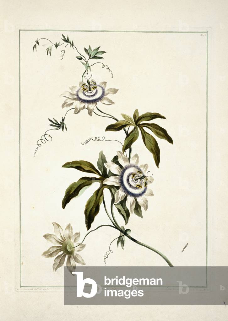 Folio 11 da una collezione di fiori di John Edwards
