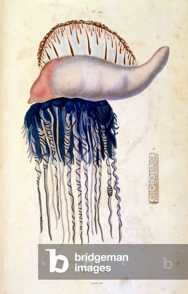 Botanical and zoological illustration by F. E. Guérin. From Dictionnaire pittoresque d'histoire naturelle et d
