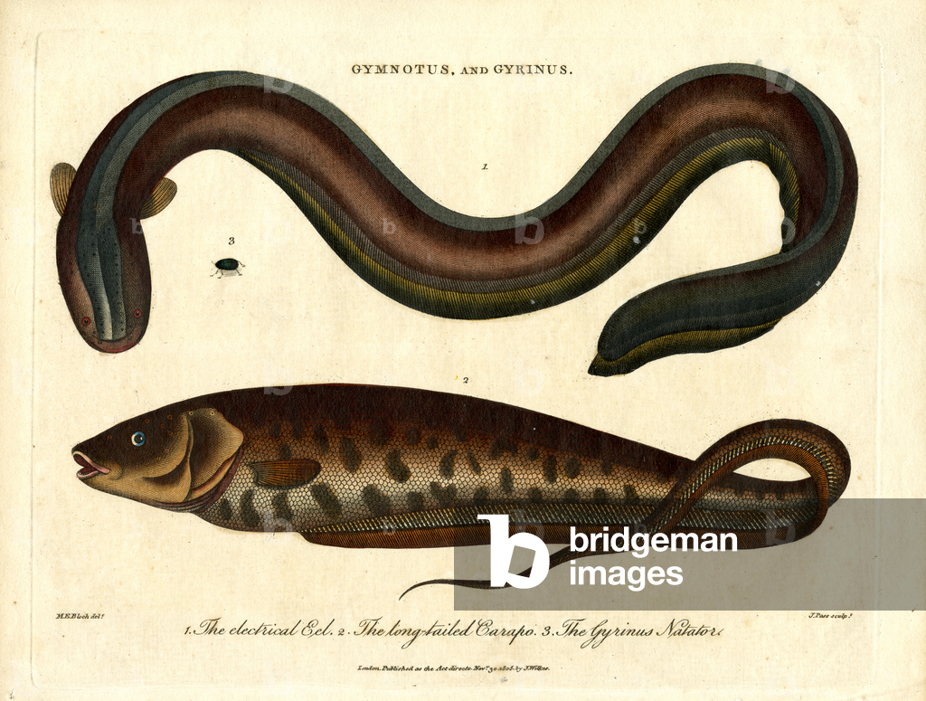 Image of Print depicting Gymnotus and Gyrinus – Electric Eel and Whirligig Beetle 1810 by John Pass
