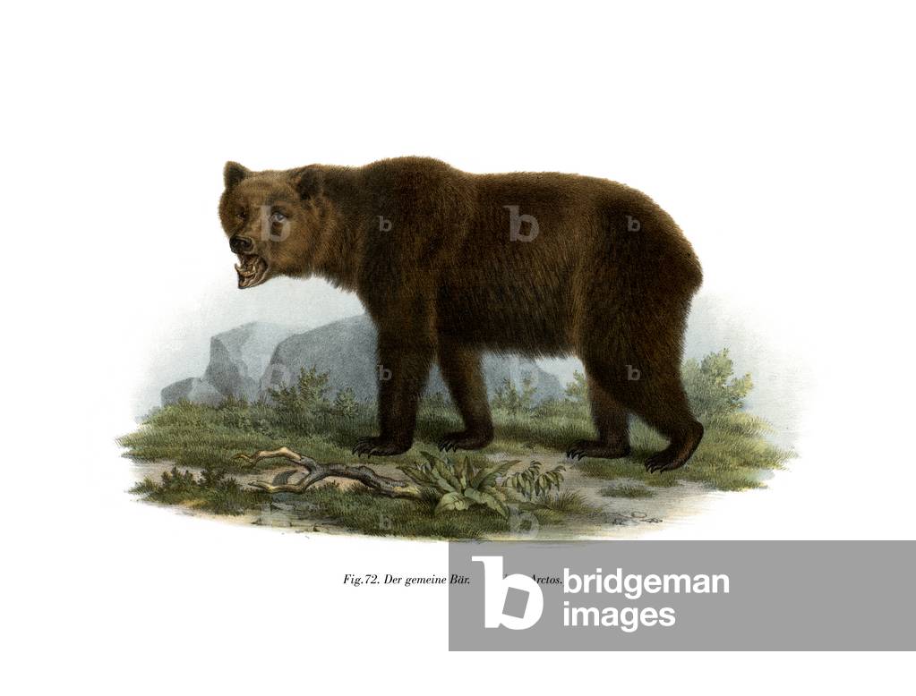Common Bear, 1860 (Farbe litho)
