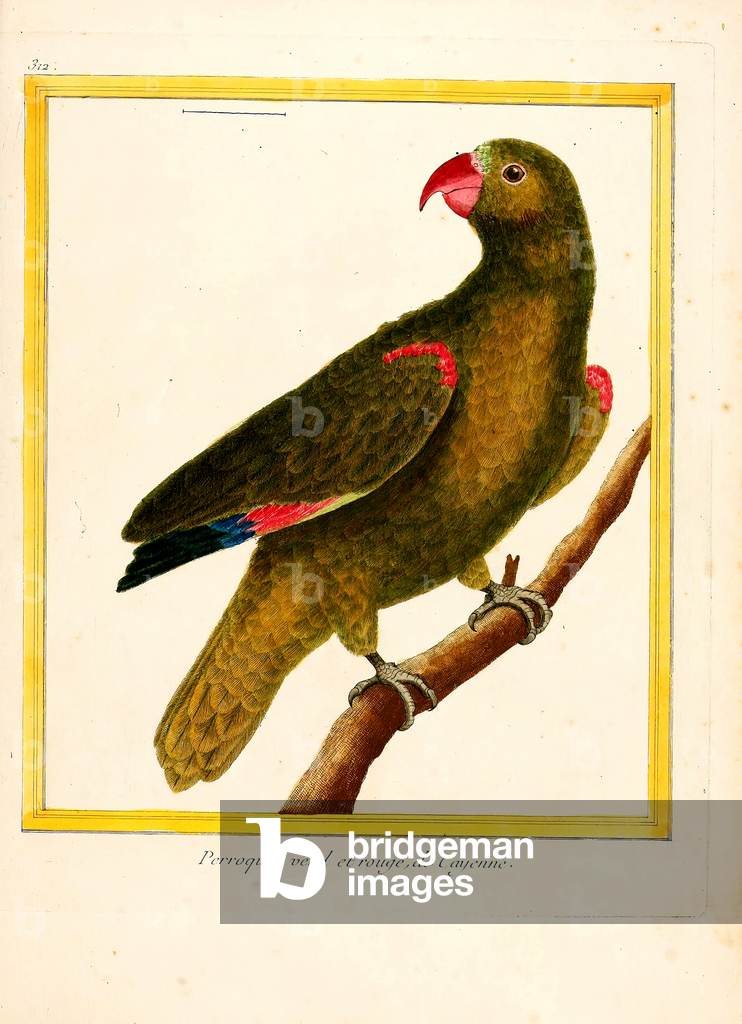 Image de Estampe représentant Perroquet vert et rouge de Cayenne (estampe) 1770