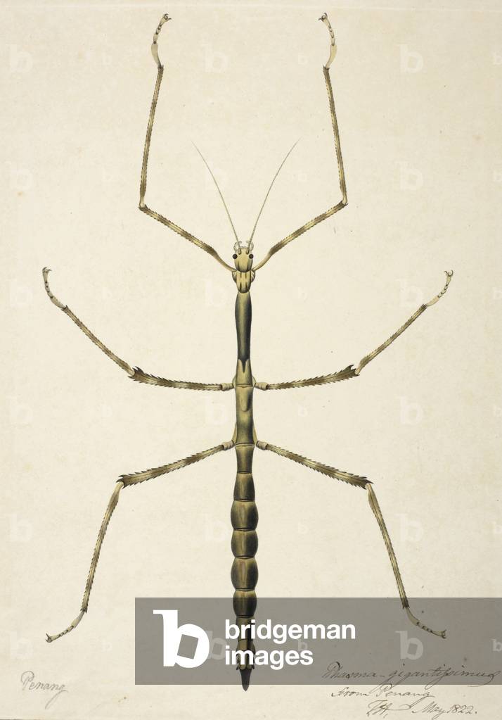 Stabheuschrecke. Mit Tinte beschriftet von Lady Hastings: "Penang. Phasma gigantissimus aus Penang. F.H. Mai 1