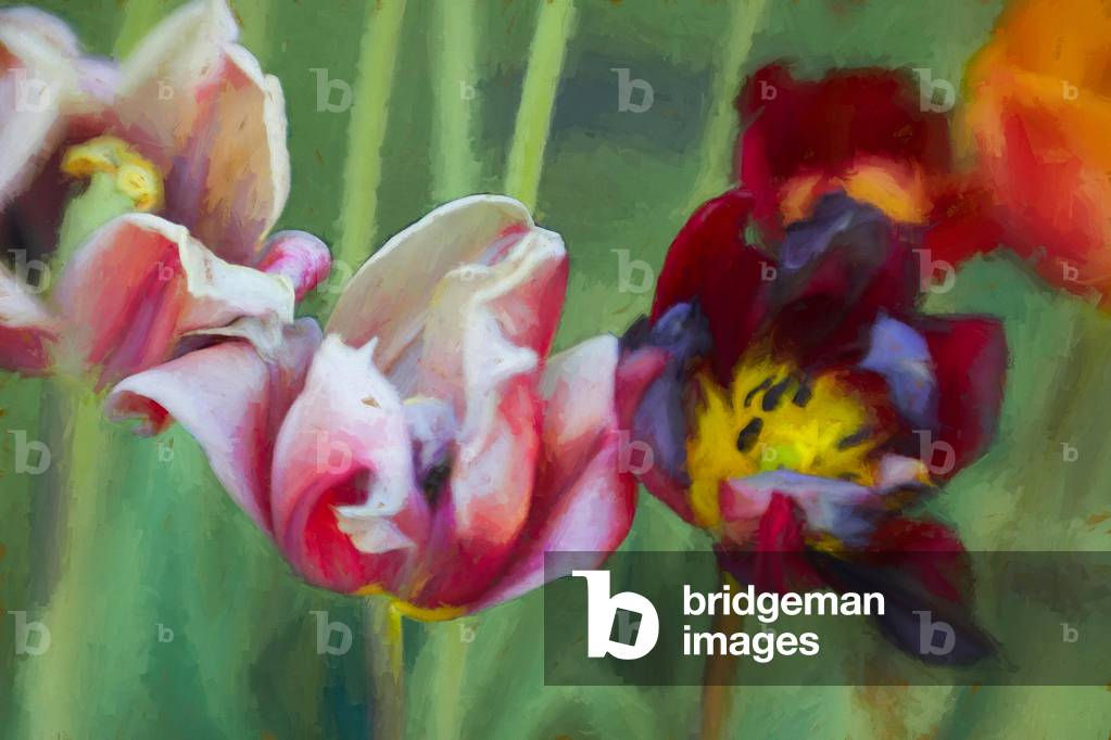 

Il 2018 è stato un anno luminoso per le tulipane, come dimostrano le splendide opere digitali di quest'anno.