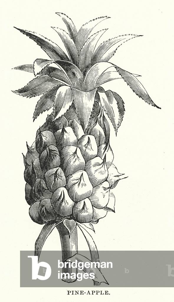 Immagine di Incisione "America centrale: ananas (incisione)" 1801 di English School