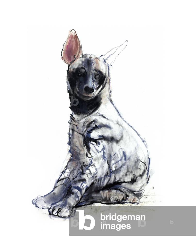 

Striped Hyaena Pup (seated), 2010 (conté and pastel on paper)