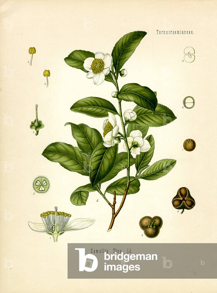 Green Tea (colour litho)