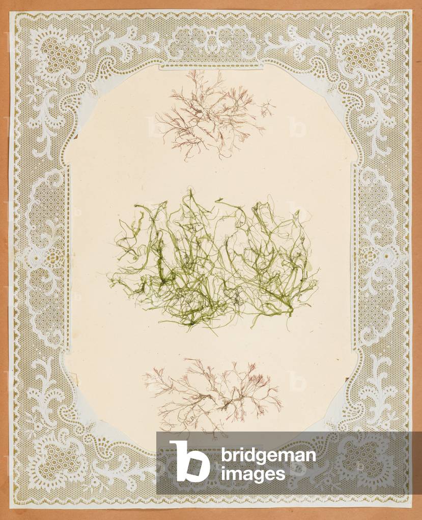 Alghe, 1848 (carta da costruzione, alghe, alghe, centrini)