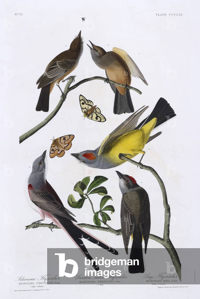 Cinque piccioni. Illustrazione a colori di Audubon; Arkansaw Flycatcher, Yellow Coiled Flycatcher e Says Flyca