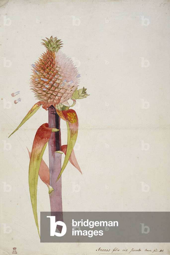 Ananas comosus