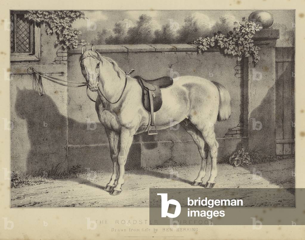 The Roadster Surefoot (colore lito)