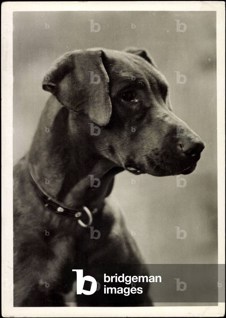 Foto cane, profilo, muso, orecchie, collare, naso, occhi