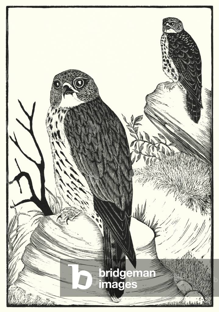 Merlins (gravure)