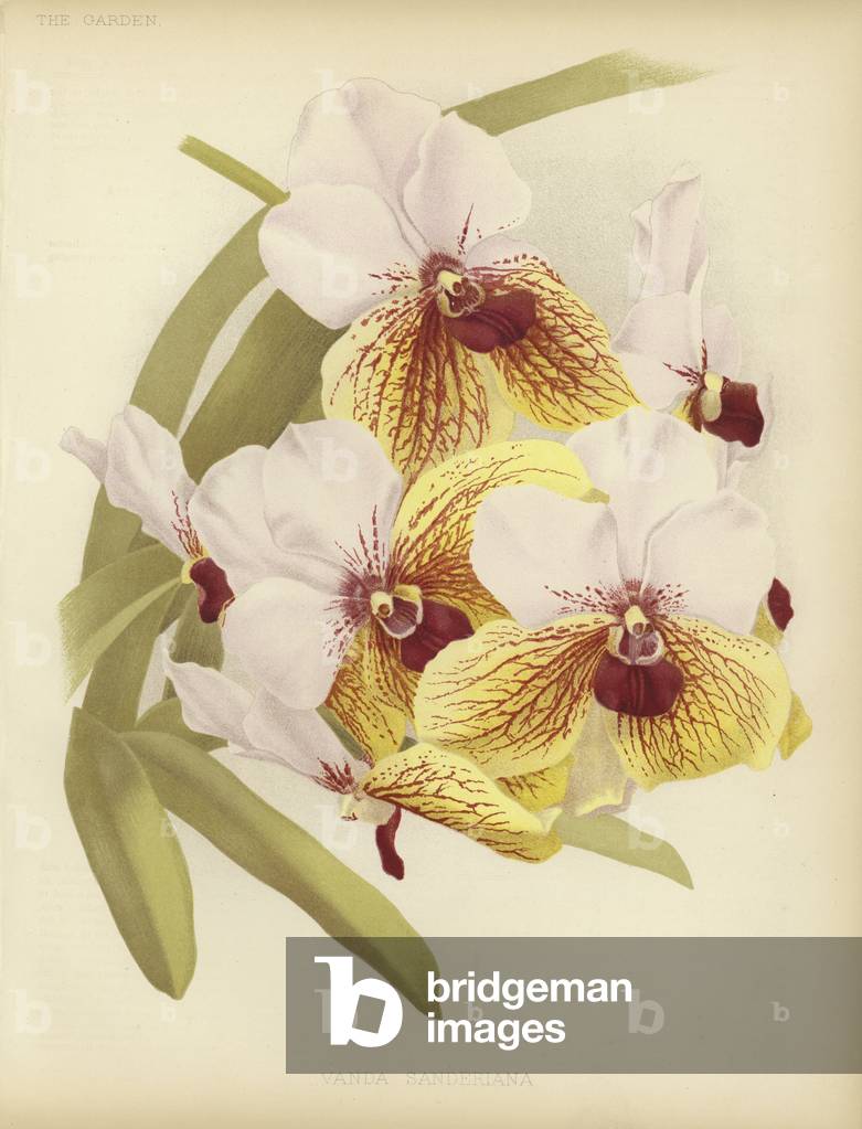 "Vanda sanderiana (Farbe litho)" von English School