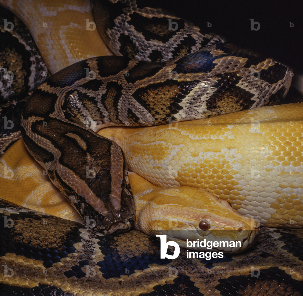 Bild von Fotografie "Zwei burmesische Pythons (Foto)"