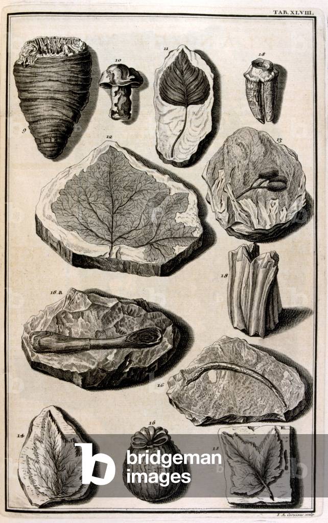 piante sopravvissute alla Grande alluvione. illustrato in 'Physique sacrée