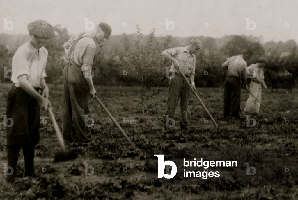 Agricoltura quando non consegna latticini Prodotti 1916 (foto)