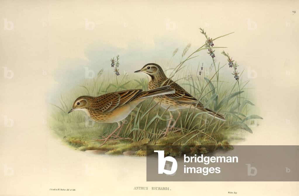 Image de Dessin représentant Anthus richardii par John Gould, b/w