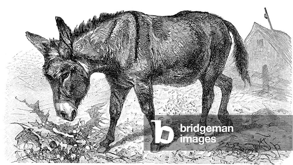 L'asino selvatico africano (Equus africanus)