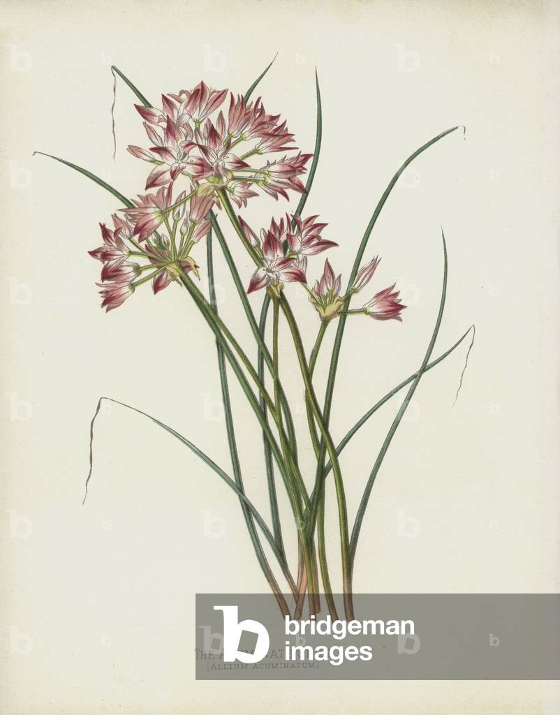 La cipolla acuminata, Allium Acuminatum (chromolitho)