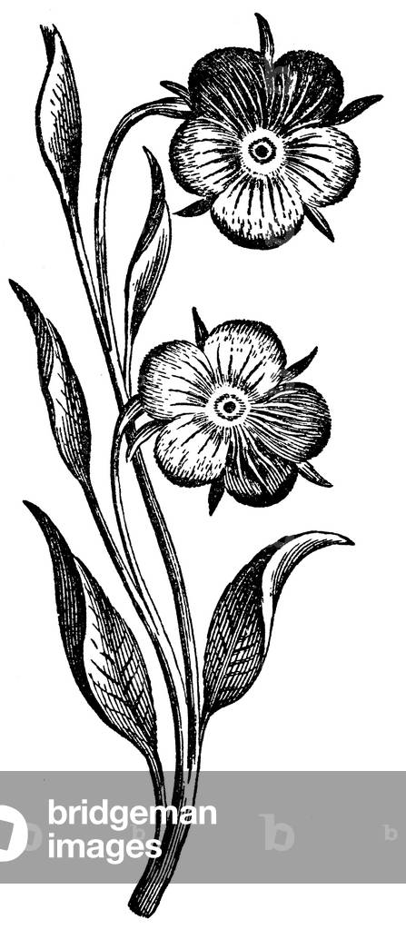 Immagine di Incisione "Pansy", b/w