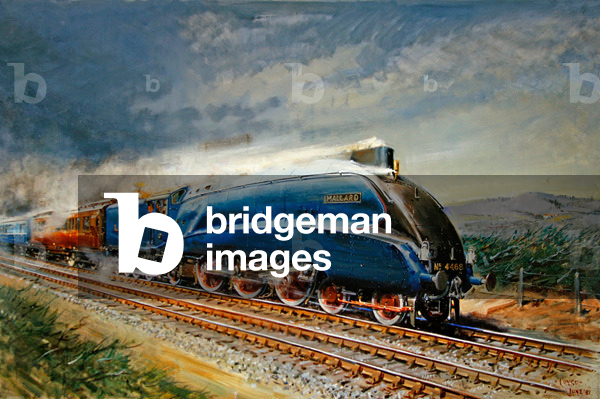Mallard at Speed, (Öl auf Leinwand)