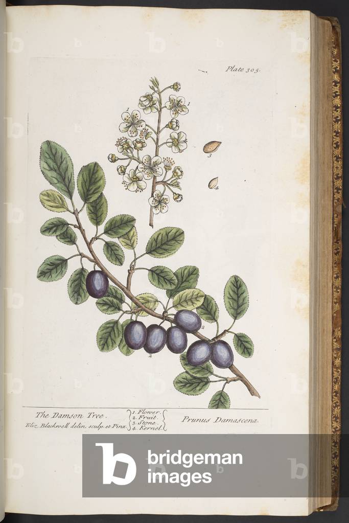 Image of Engraving depicting Plate 305 1737 by Elizabeth Blackwell