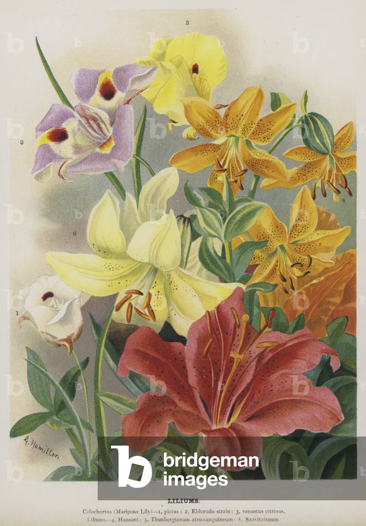 "Lilien (Chromolitho)" von Gertrude Hamilton