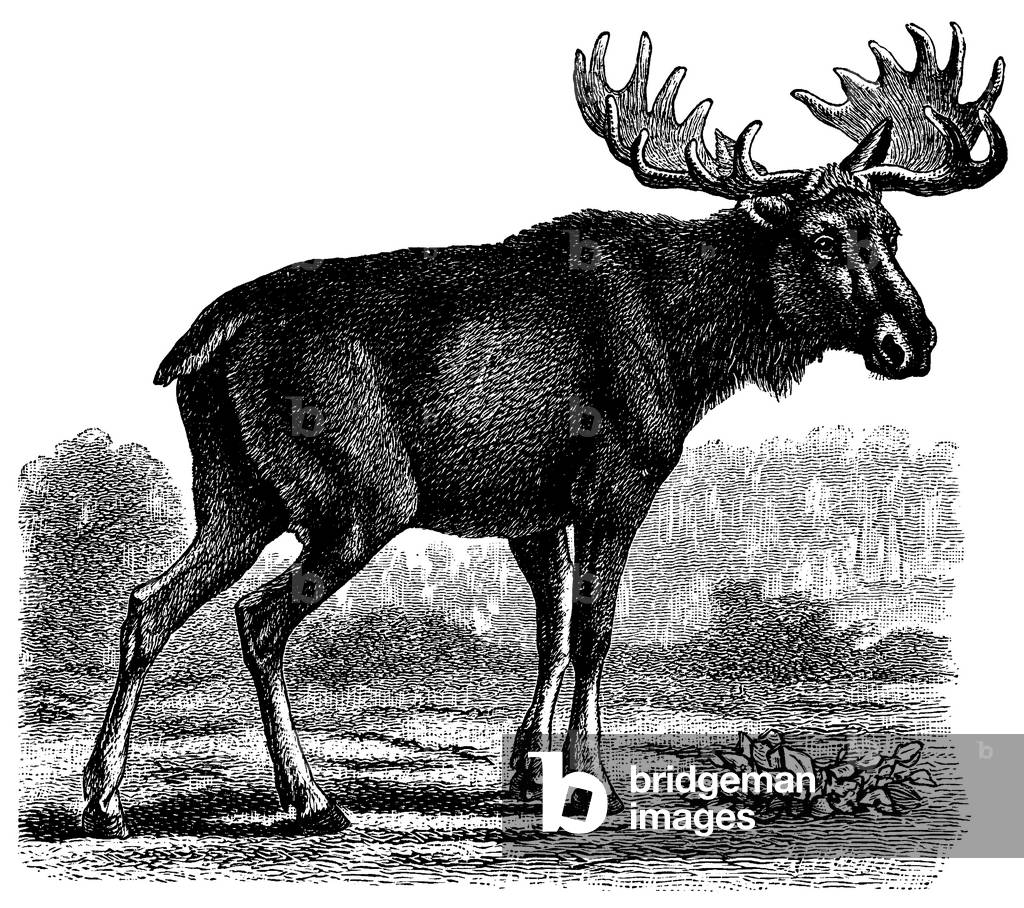 Image of Engraving depicting Moose, b/w