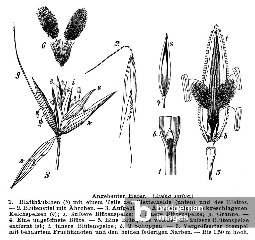 Image de Gravure représentant Avoine, b/w