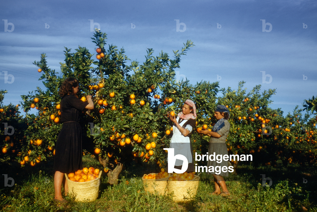 Donne che raccolgono arance di Siviglia usate per la marmellata nell'aranceto, Siviglia, Spagna, 1950., 1950 (