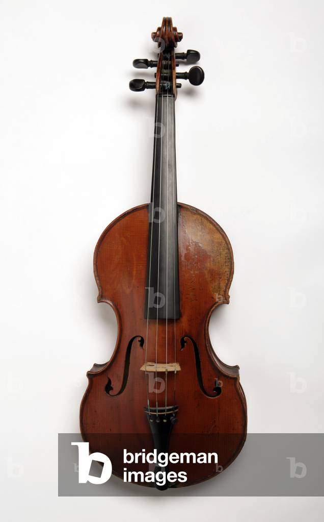 Viola