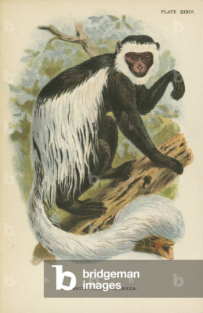 "La Guereza dalla coda bianca (colore lito)" di English School