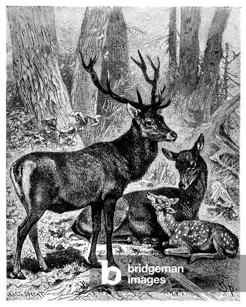 Bild von Gravur "Rothreh", b/w