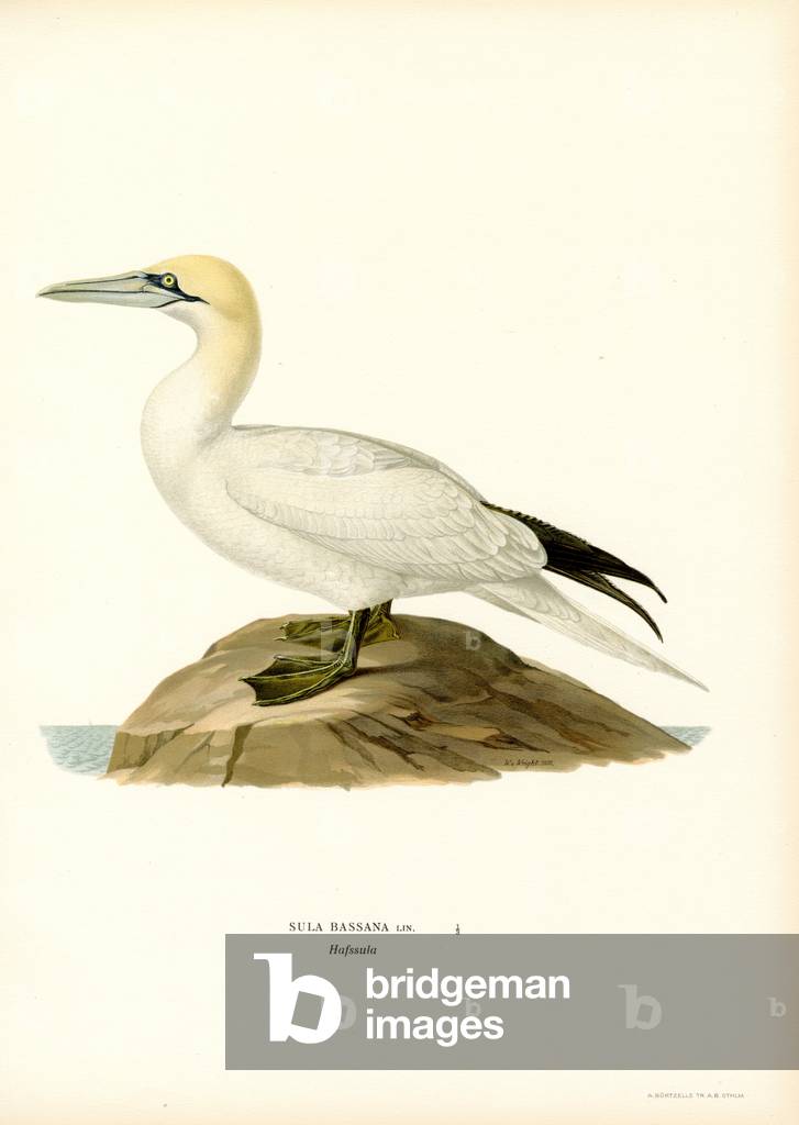 Gannet (couleur litho) par Ferdinand Wright