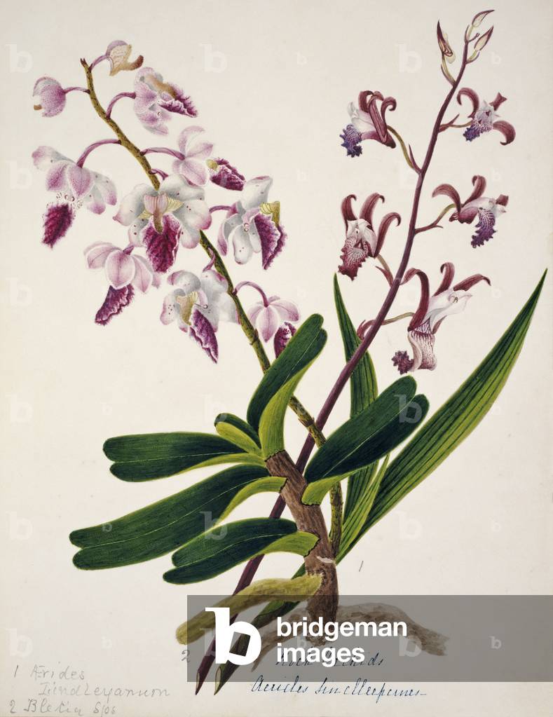 Immagine di Incisione "Aeridi indleyanum" 1801 di Margaret Bushby Lascelles Cockburn