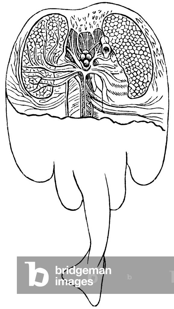 Image of Engraving depicting Electric ray, b/w