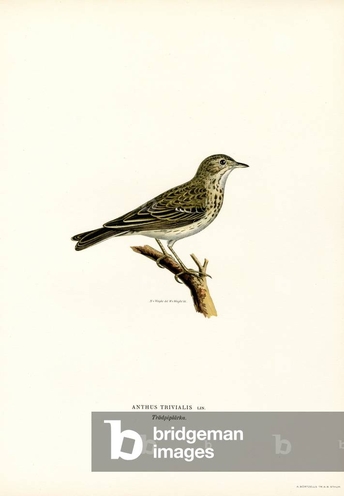 "Baum Pipit (Farbe litho)" von Ferdinand Wright, b/w