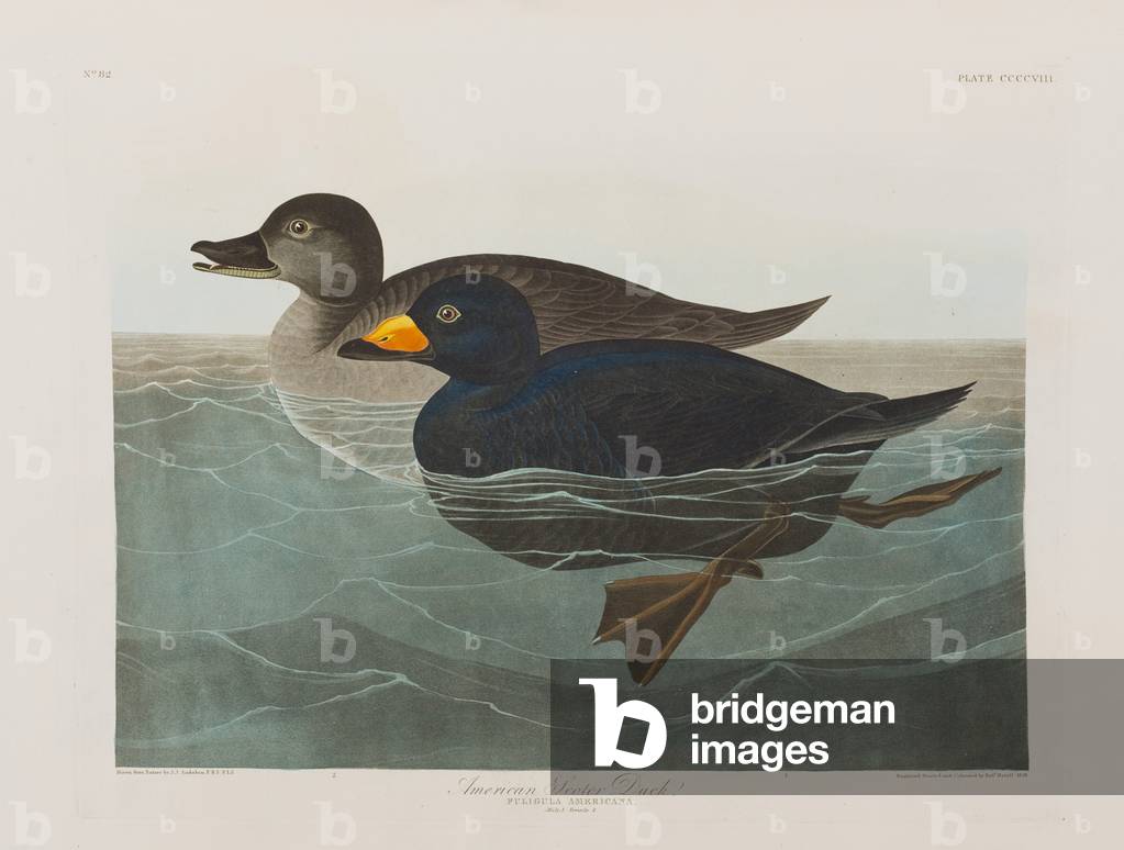 Bild von Gravur "Illustration von 'Birds of America'", 1827-38 von John James Audubon