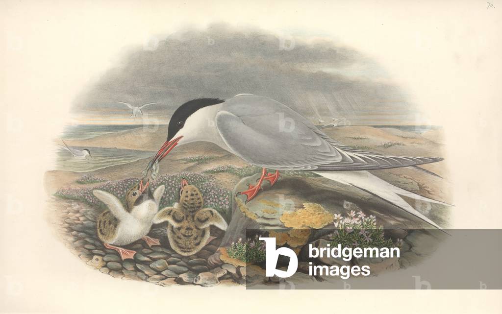 Immagine di Disegno "Sterna hirundo" di John Gould
