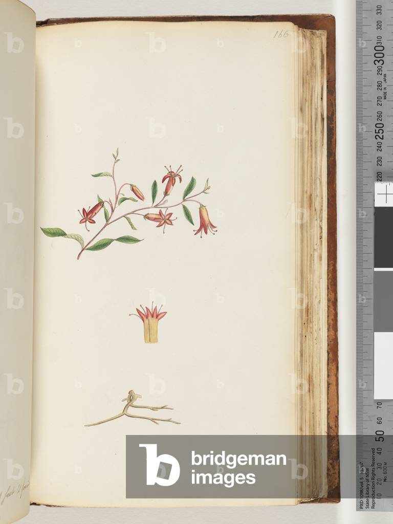 "Pagina 166. Pianta non identificata (p/c)" di Unknown artist