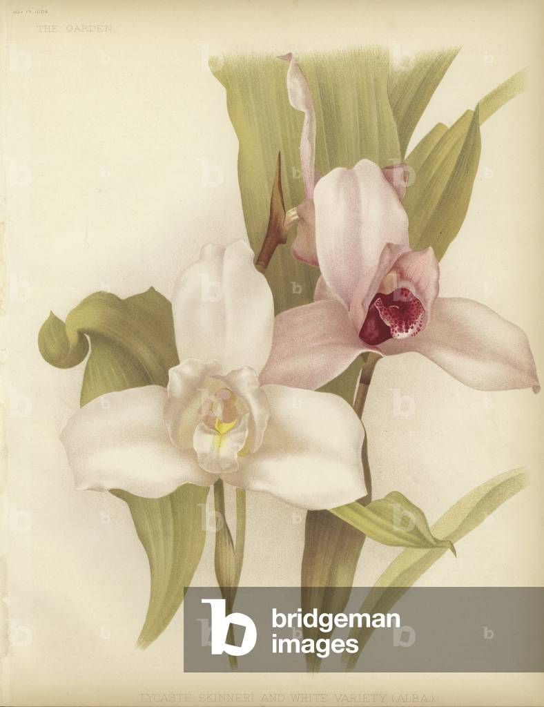 "Lycaste skinneri e varietà bianca (colore lito)" di English School