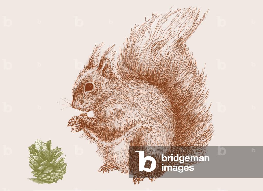 Squirrel, 2017 (numérique)