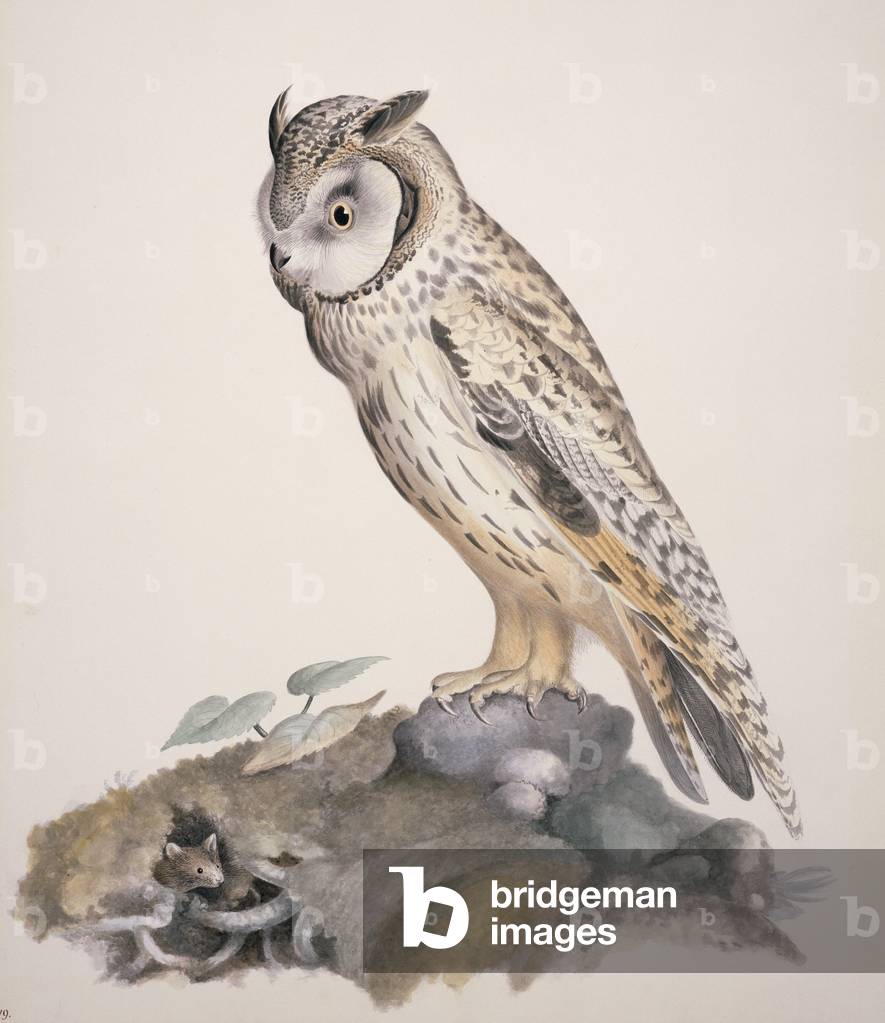 Image of Print depicting Asio otus by William MacGillivray