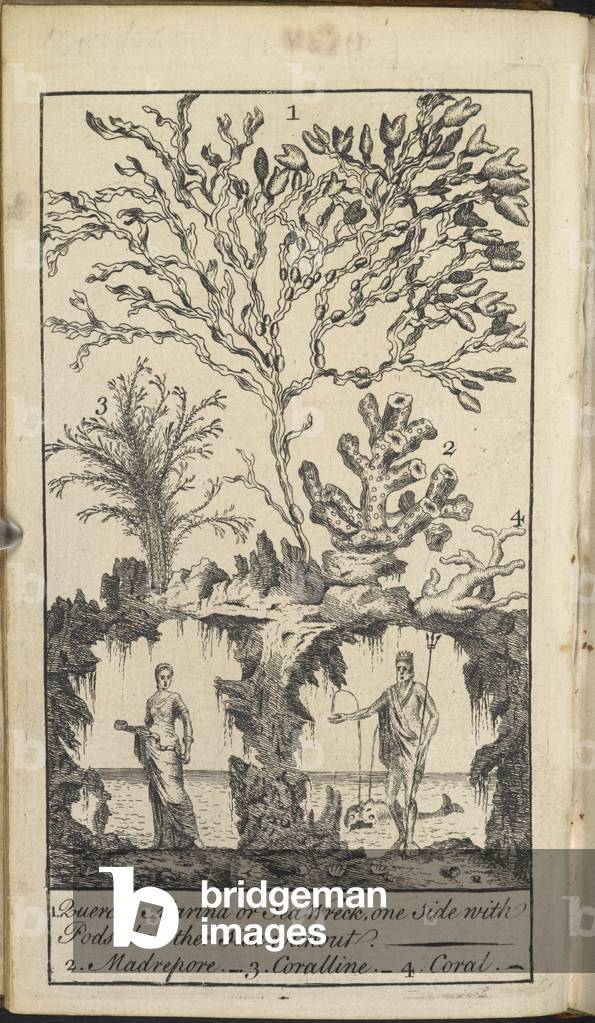 Illustration depicting: Quercia marina - Sea wrack or bladder wrack; Madrepol - coral; Coralline - algae; Cora