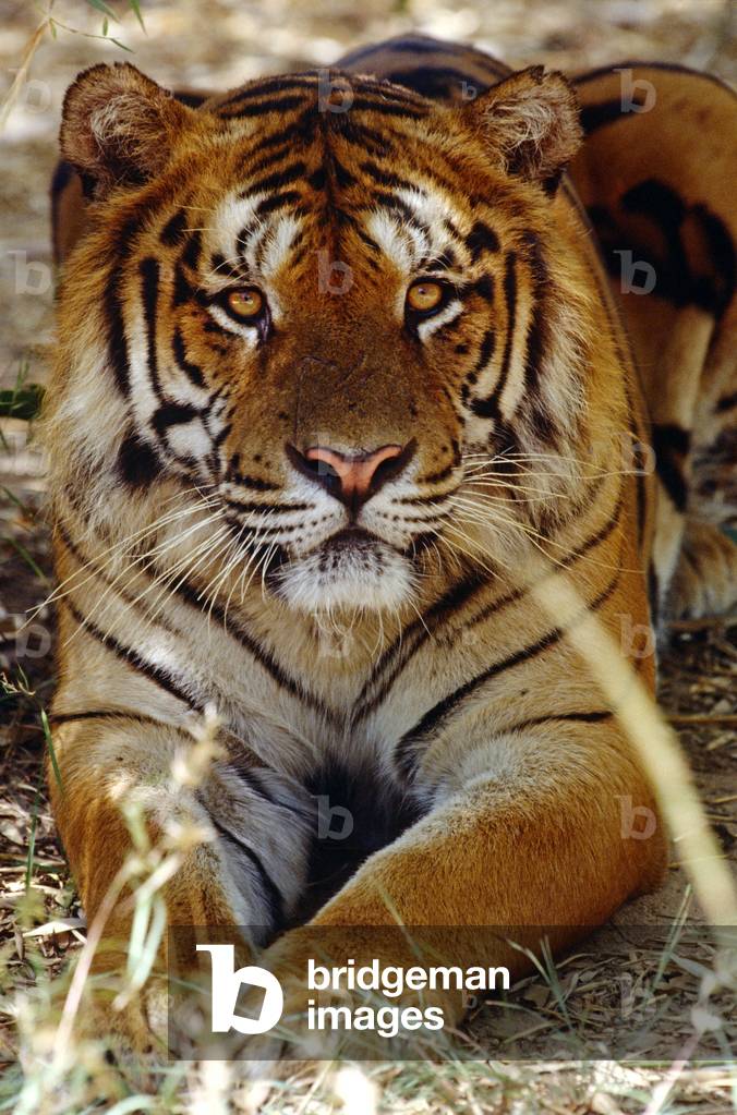 Bild von Fotografie "Facing Bengal Tiger"