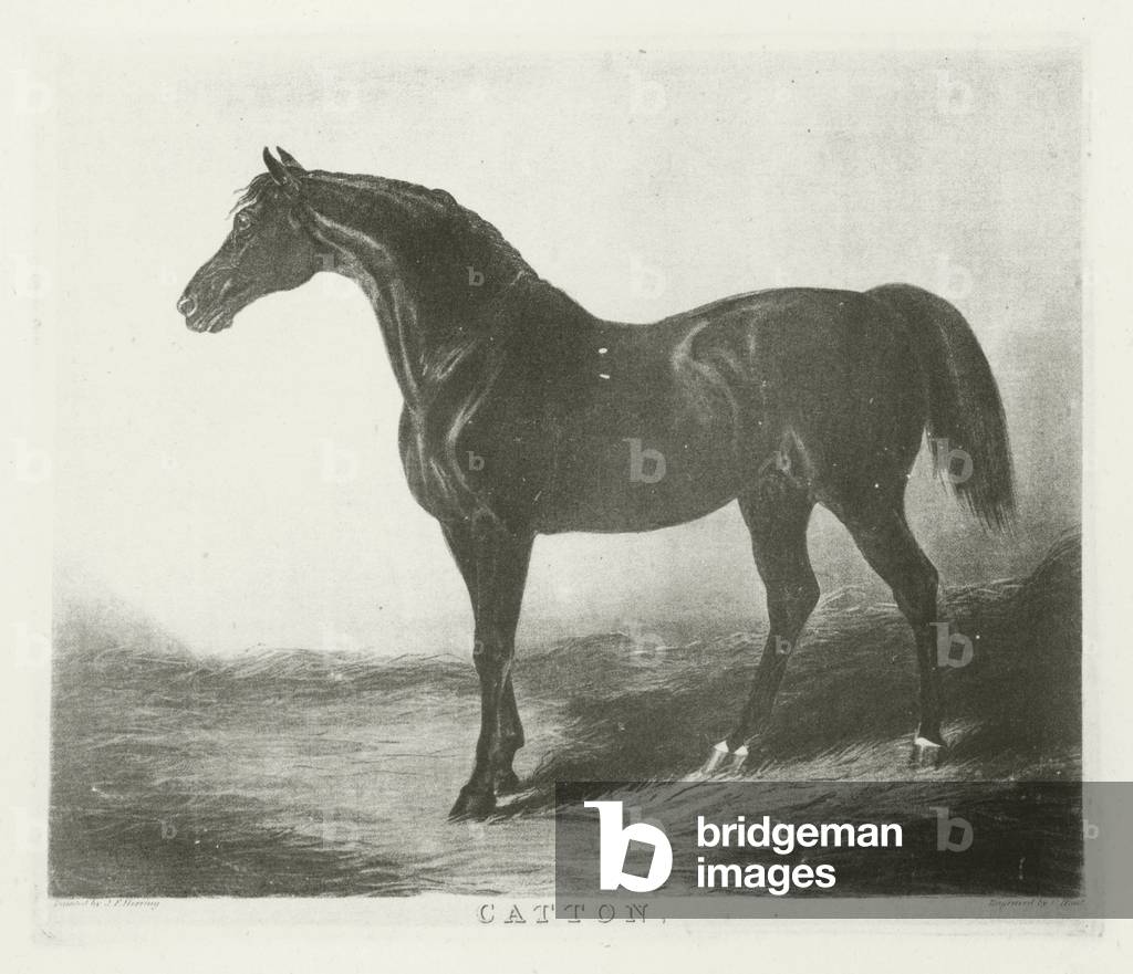 Catton, puledro 1809 (foto b/n)