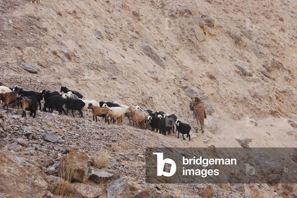 Shepherd And His Flock Of Sheep (photo)