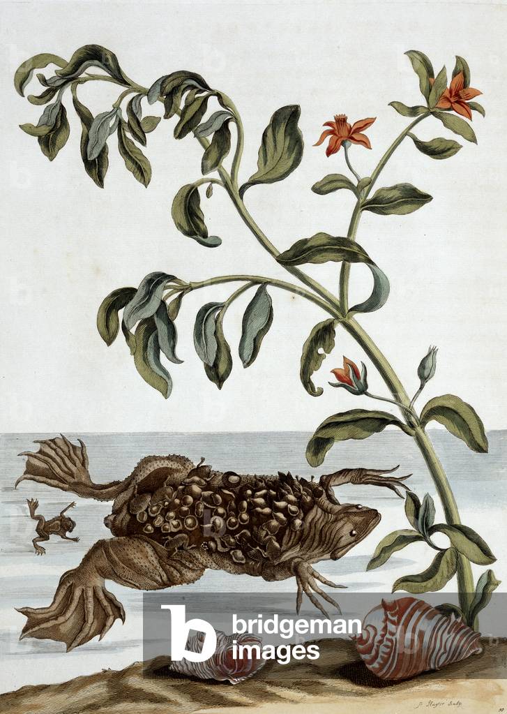 Surinaamsche Insecten